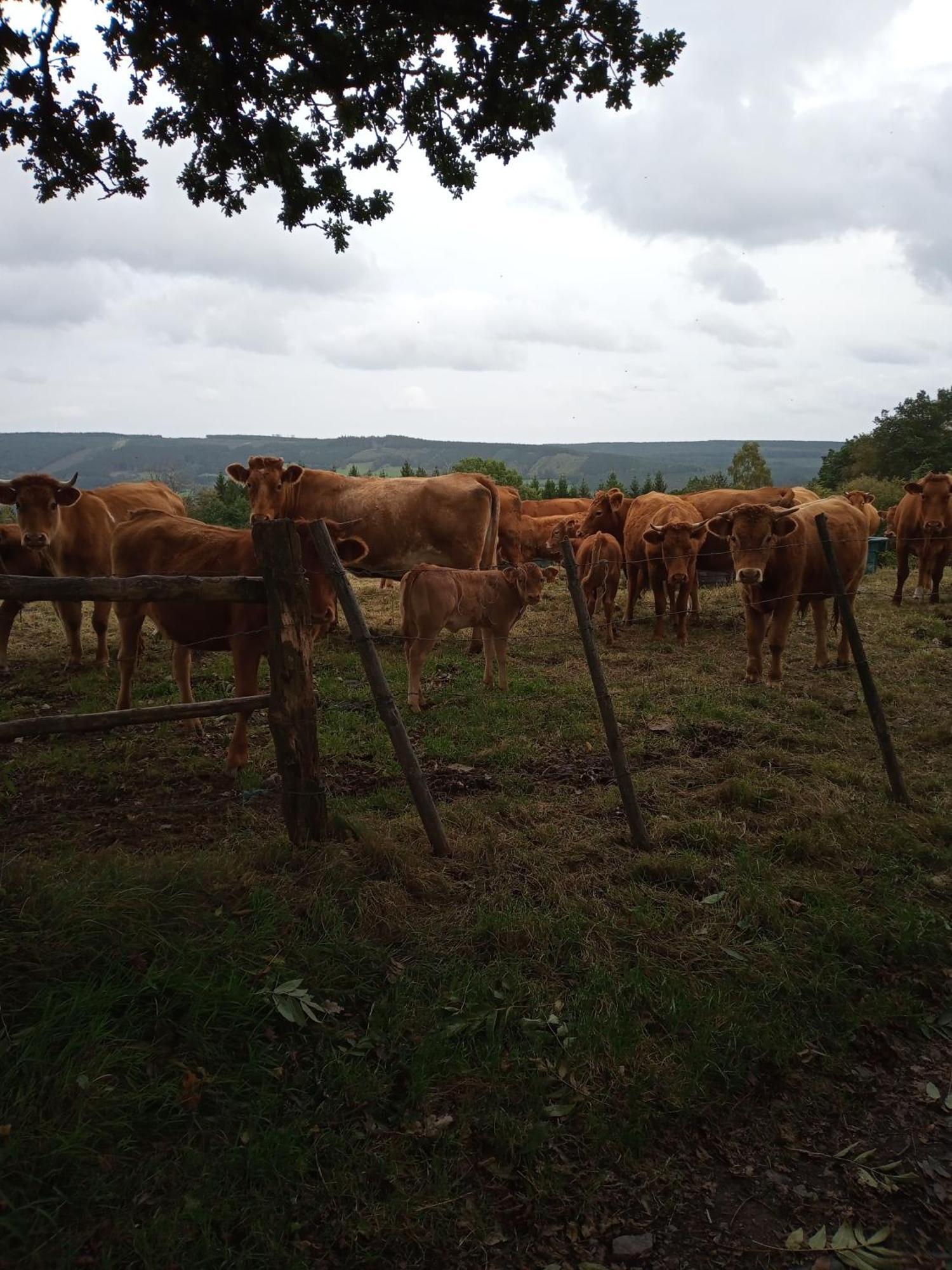 Vakantieverblijf Nature Stavelot Εξωτερικό φωτογραφία